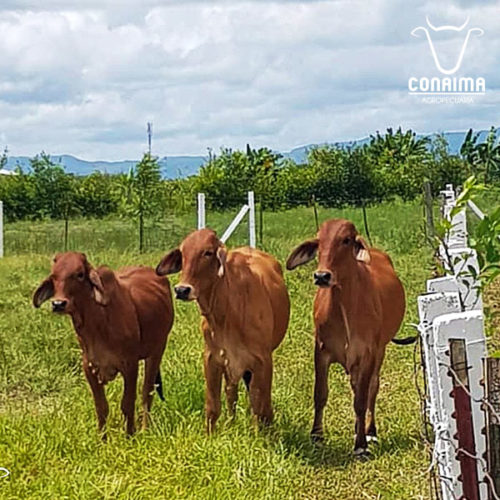 IMG-GANADERIA-SECCION-BRAHMAN IMG-GANADERIA-SECCION-BRAHMAN